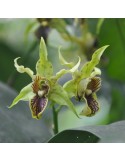 Dendrobium Lutin vert de l'Amazone