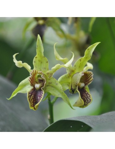 Dendrobium Lutin vert de l'Amazone