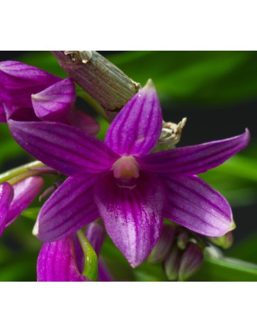 Dendrobium goldschmidtianum