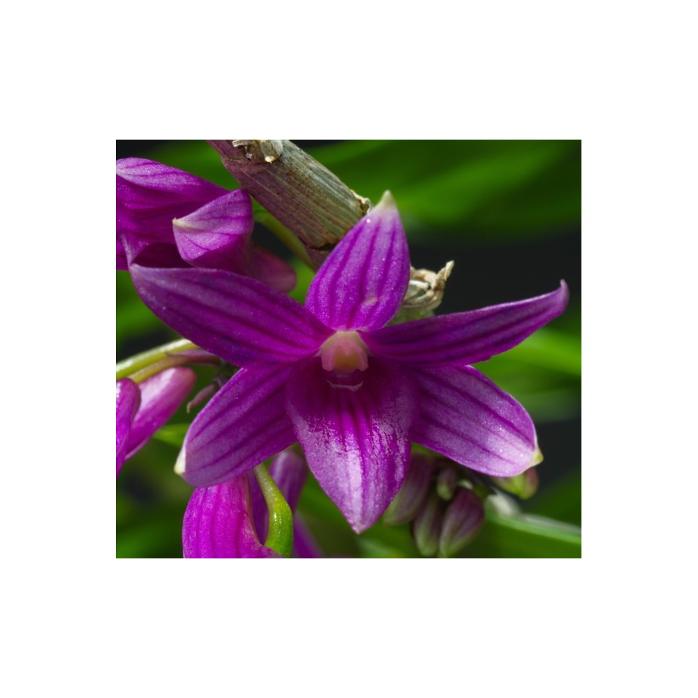 Dendrobium goldschmidtianum