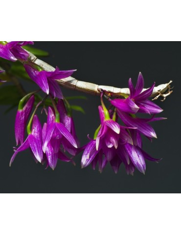 Dendrobium goldschmidtianum 2