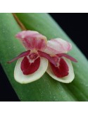 Pleurothallis hemileuca