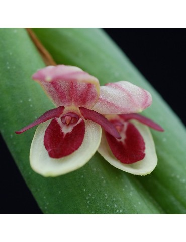 Pleurothallis hemileuca