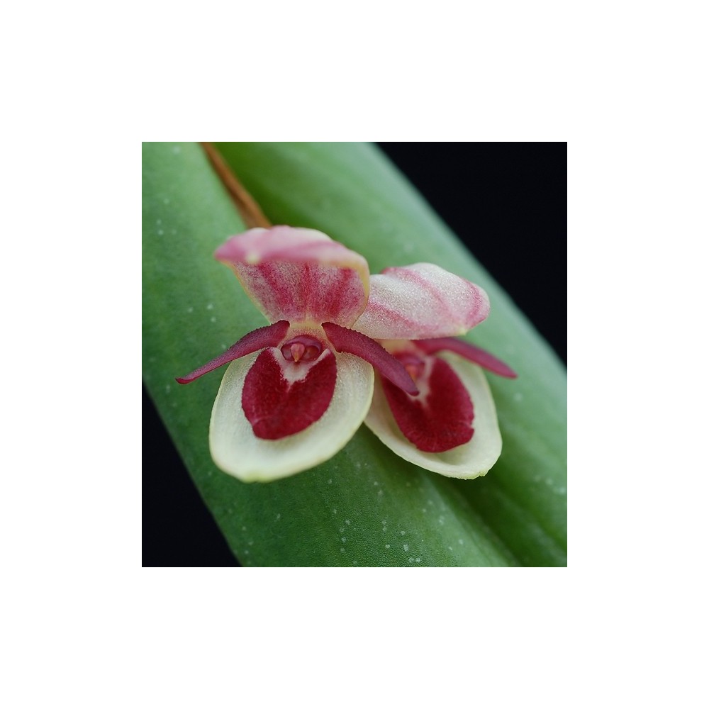 Pleurothallis hemileuca