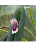 Pleurothallis hemileuca