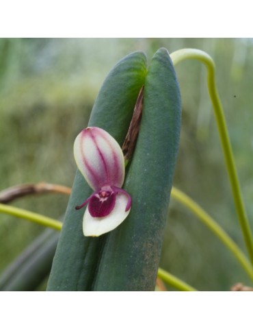 Pleurothallis hemileuca 2