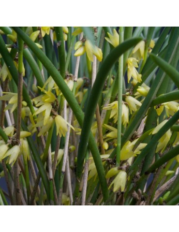 Octomeria decumbens 2
