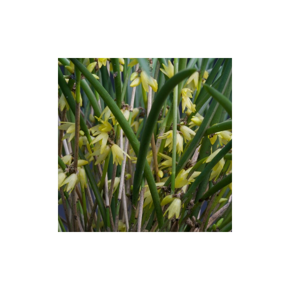 Octomeria decumbens