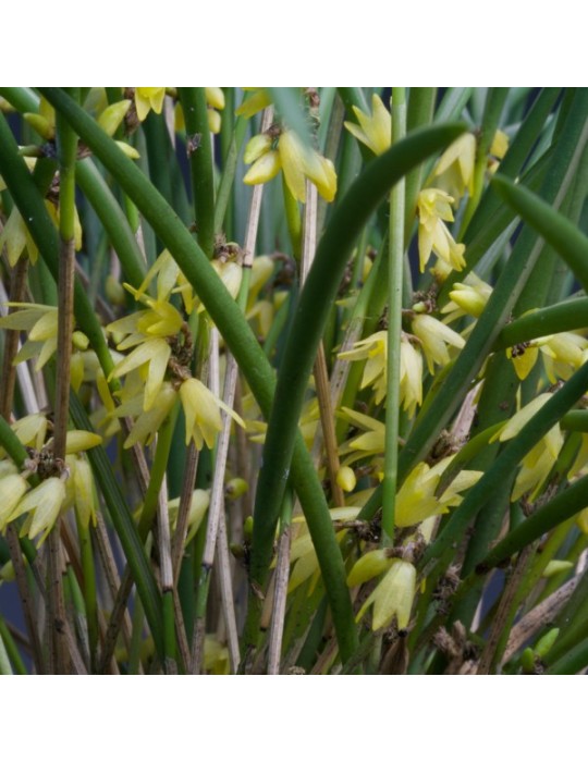 Octomeria decumbens