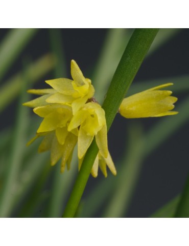 Octomeria decumbens