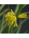 Octomeria decumbens