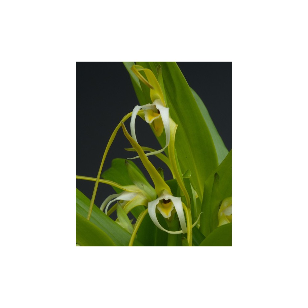 Maxillaria arachnitiflora