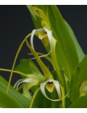 Maxillaria arachnitiflora