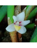 Ceratostylis incognita sur plaque