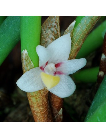 Ceratostylis incognita en sphaigne