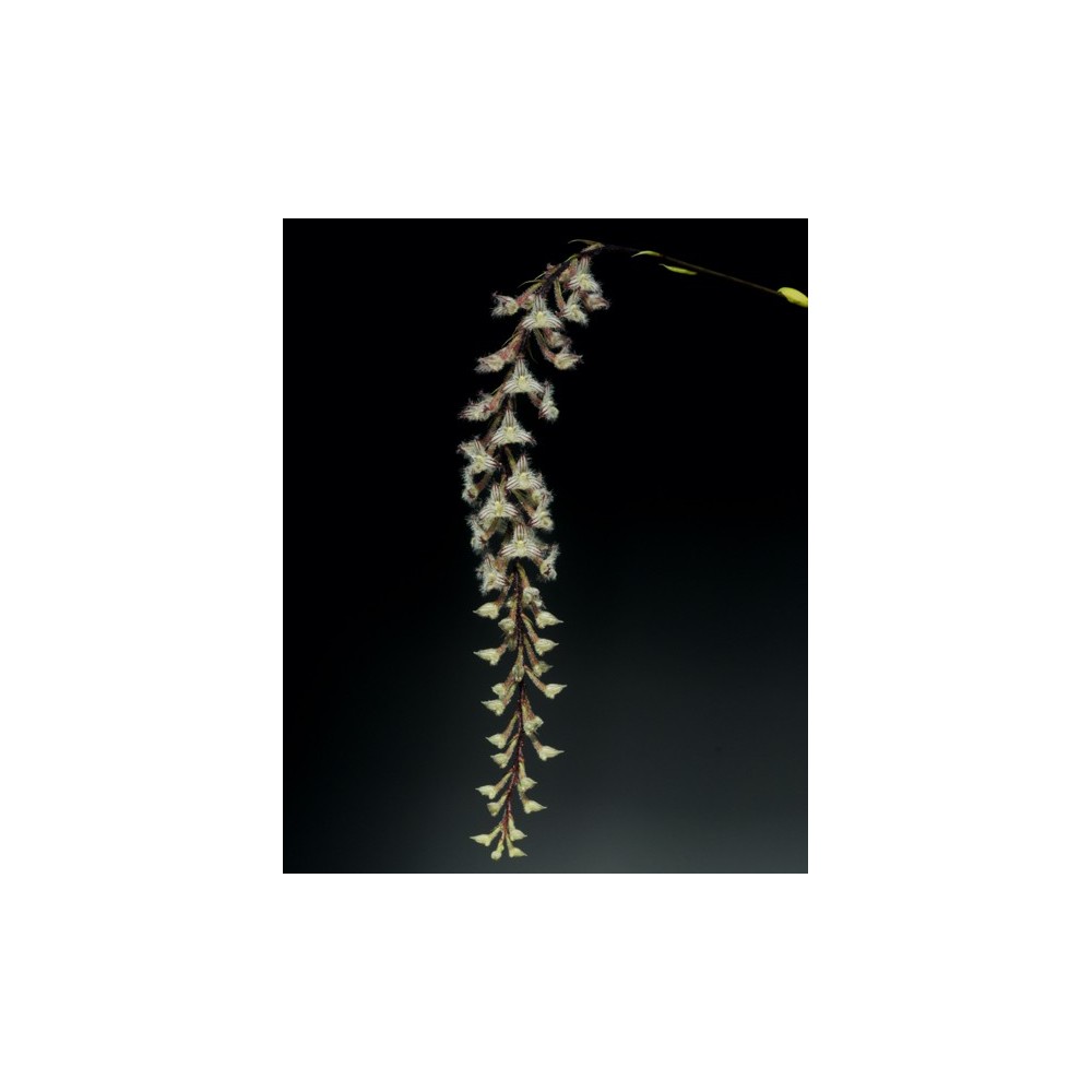 Bulbophyllum lindleyanum