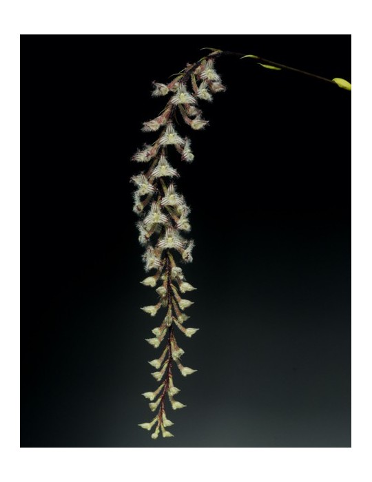 Bulbophyllum lindleyanum