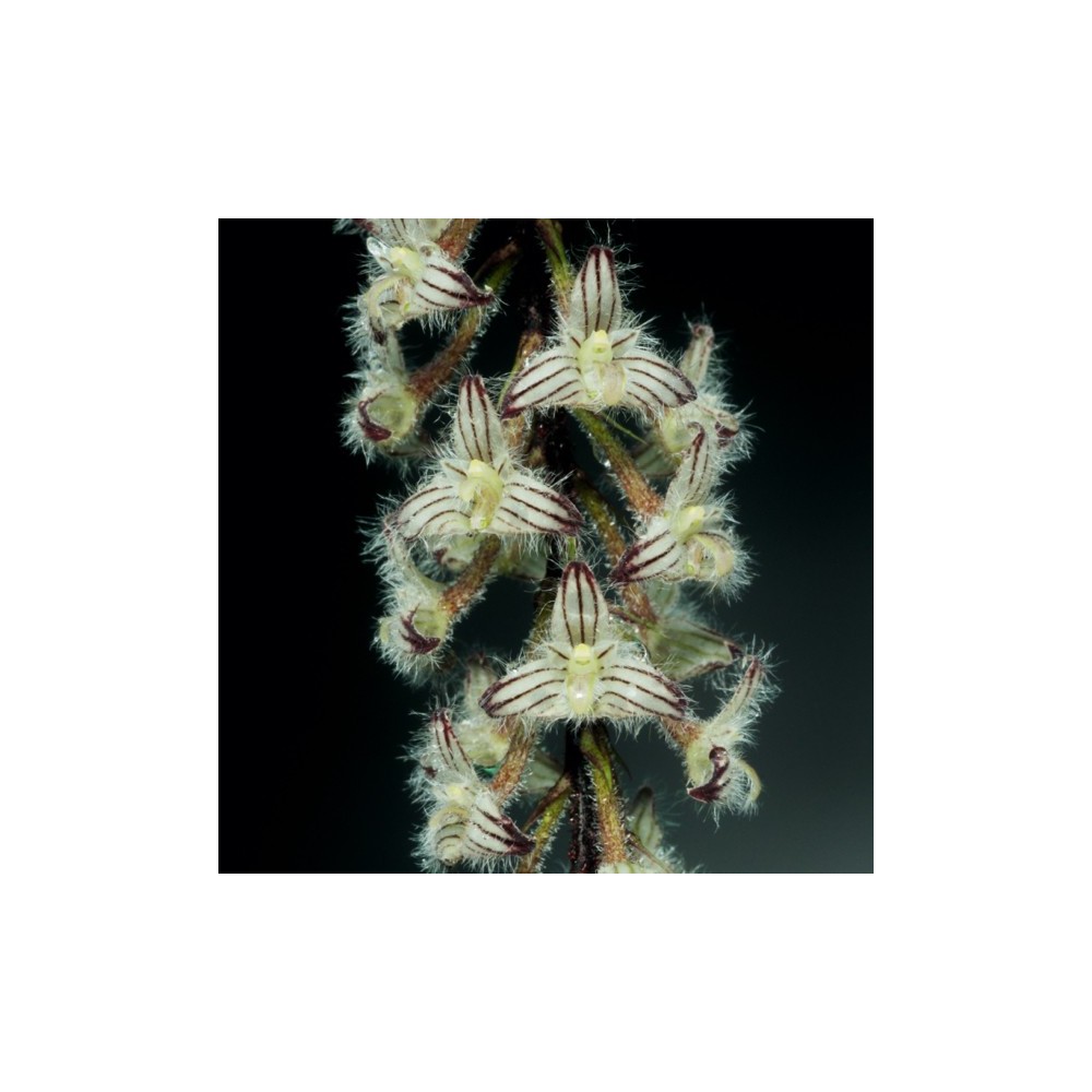 Bulbophyllum lindleyanum