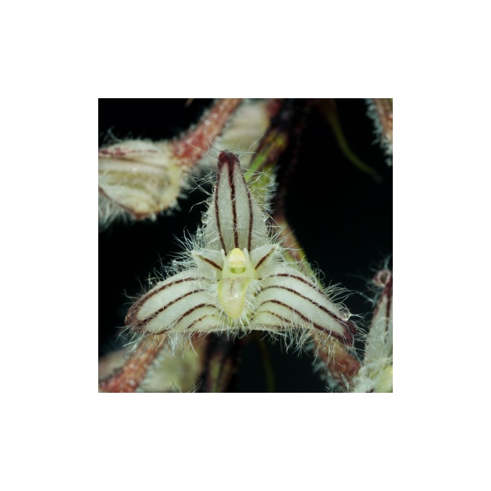 Bulbophyllum lindleyanum
