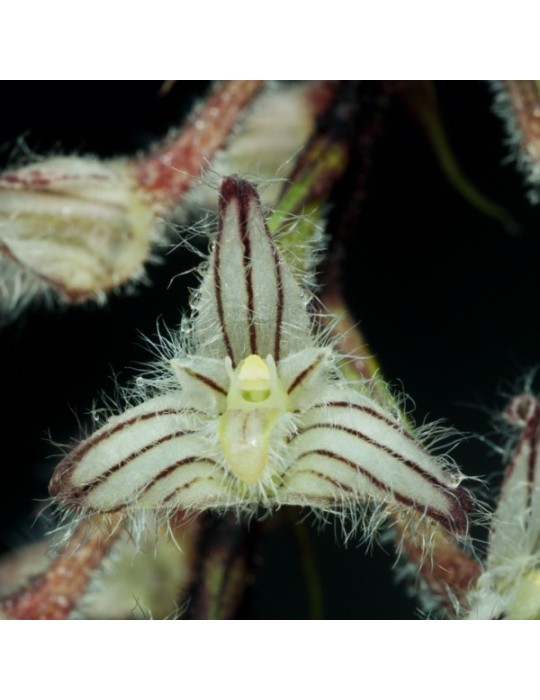 Bulbophyllum lindleyanum