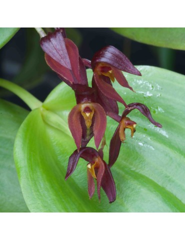 Pleurothallis rowleei en sphaigne