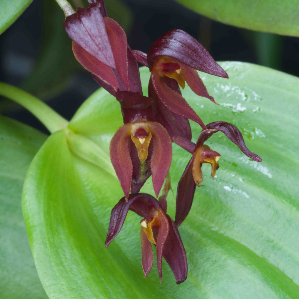 Pleurothallis rowleei