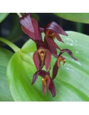 Pleurothallis rowleei en sphaigne