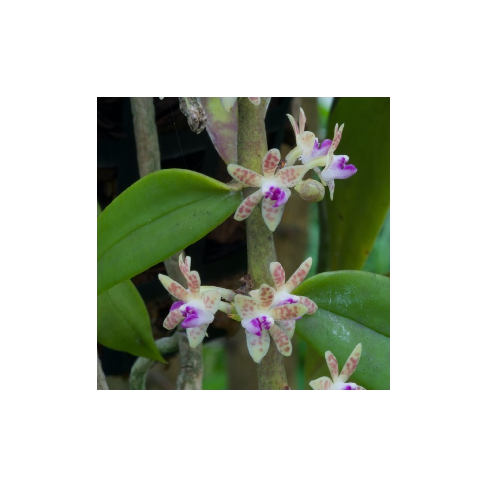 Trichoglottis subviolacea