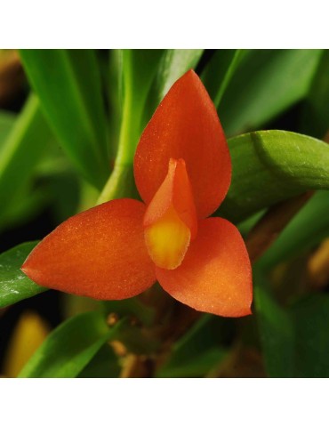 Maxillaria schunkeana