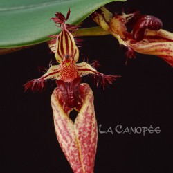 Bulbophyllum putidum sur plaque