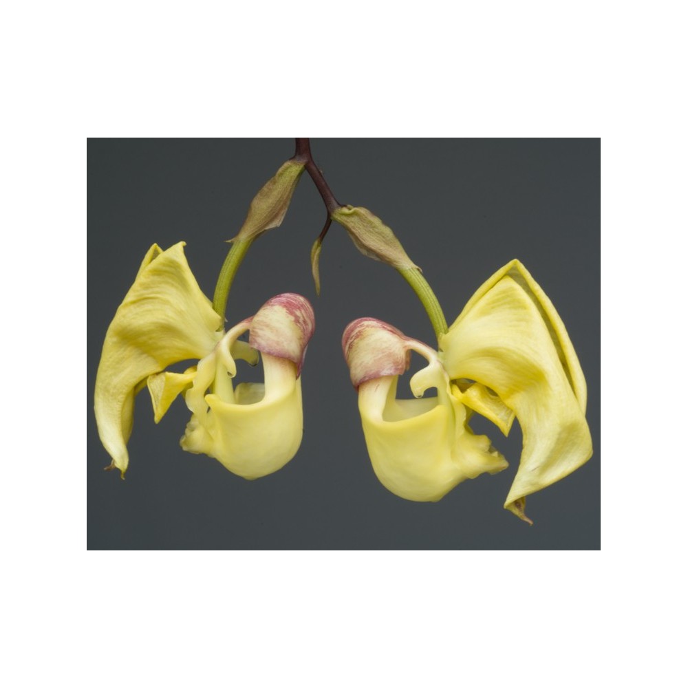 Coryanthes hunteriana