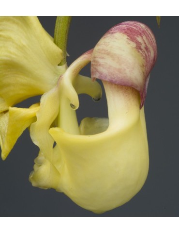 Coryanthes hunteriana 2