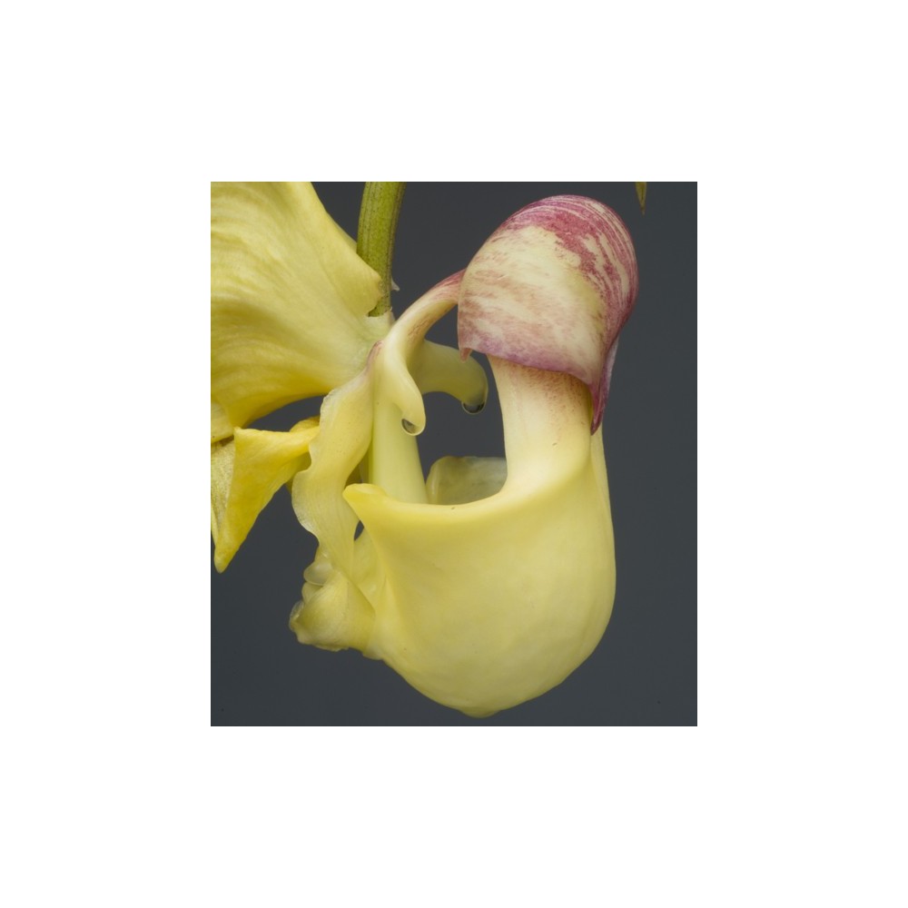 Coryanthes hunteriana