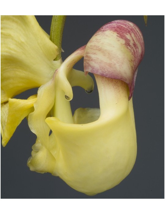 Coryanthes hunteriana