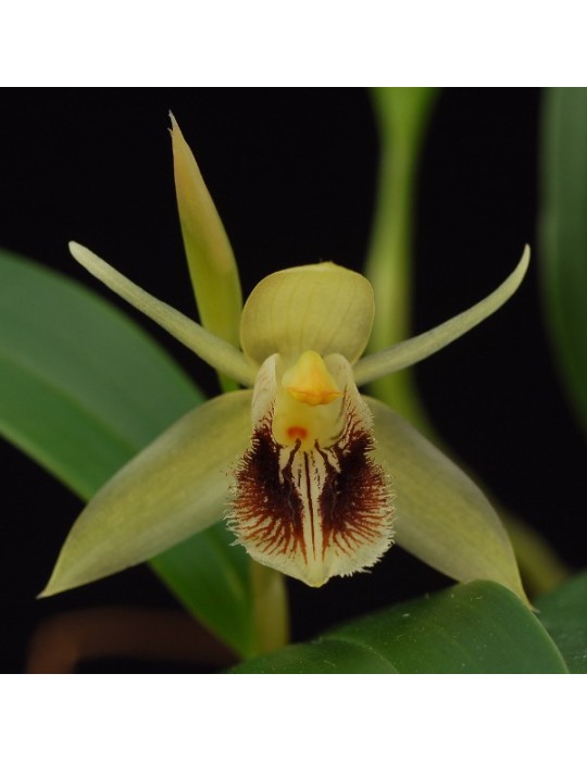 Coelogyne fimbriata