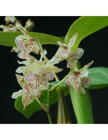 Dendrobium Lutin blanc