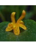 Acianthera luteola