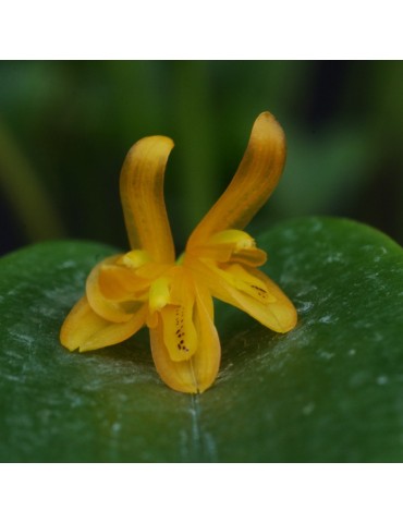 Acianthera luteola