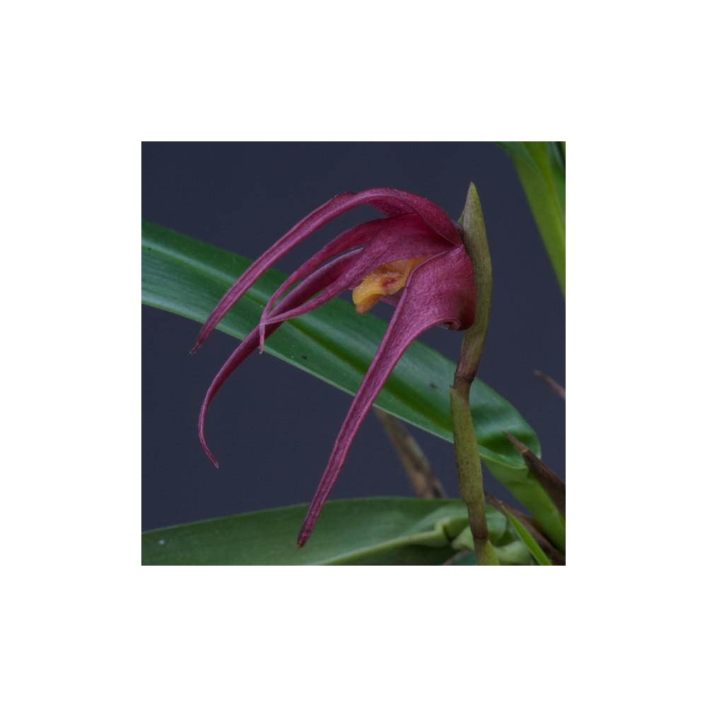 Maxillaria whittenii