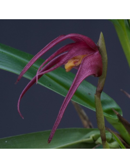 Maxillaria whittenii
