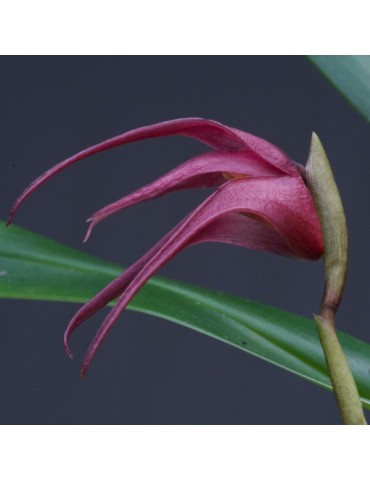 Maxillaria whittenii 2