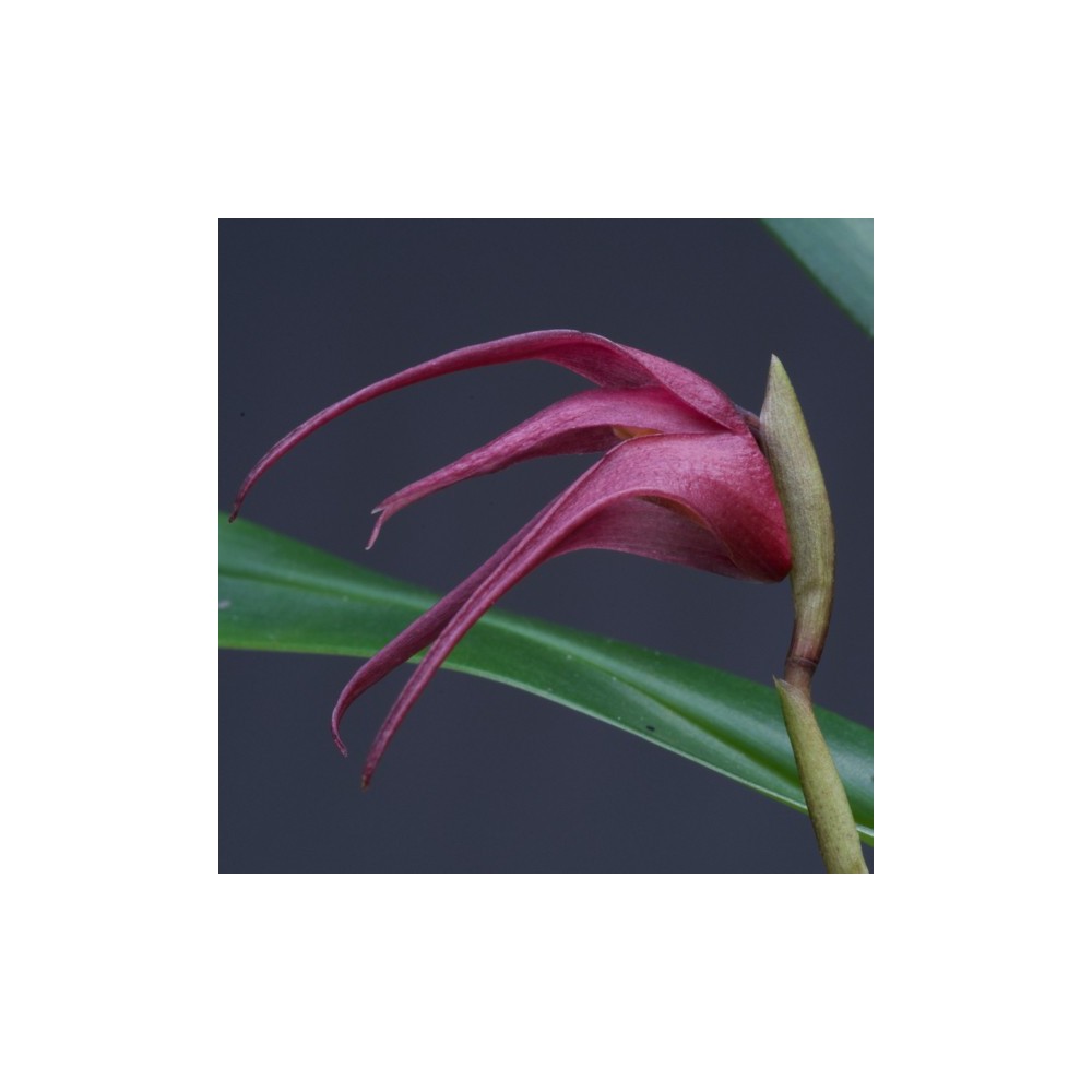 Maxillaria whittenii