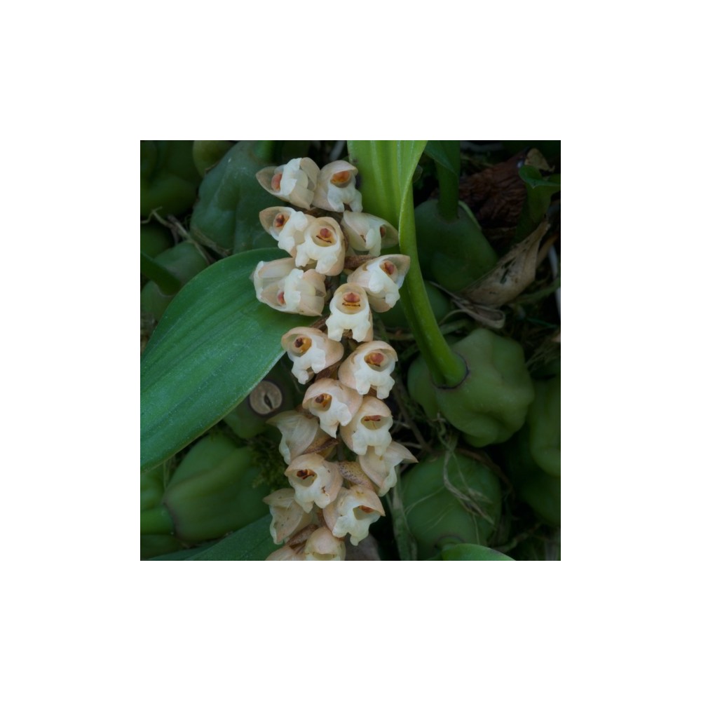 Pholidota imbricata