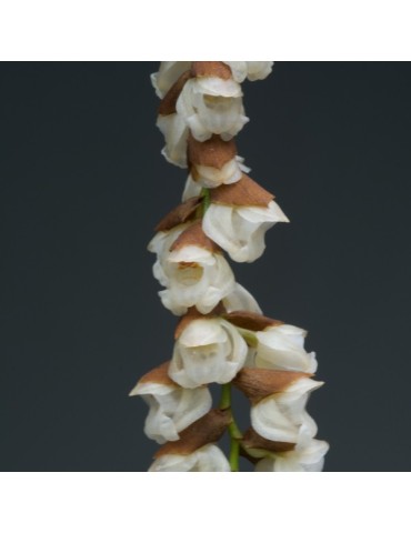 Pholidota imbricata 2