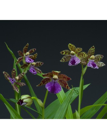 Zygopabstia Plougastell 2