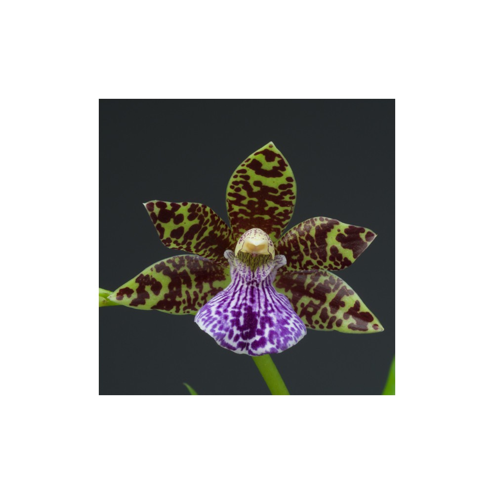 Zygopabstia Plougastell