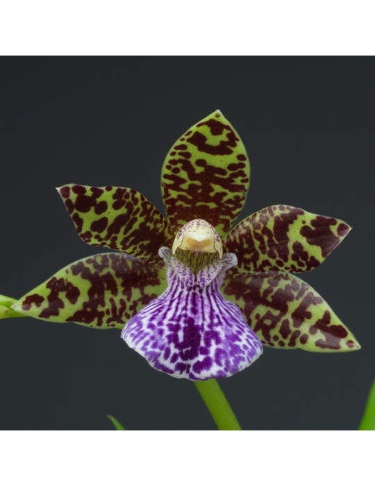 Zygopabstia Plougastell