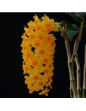 Dendrobium densiflorum