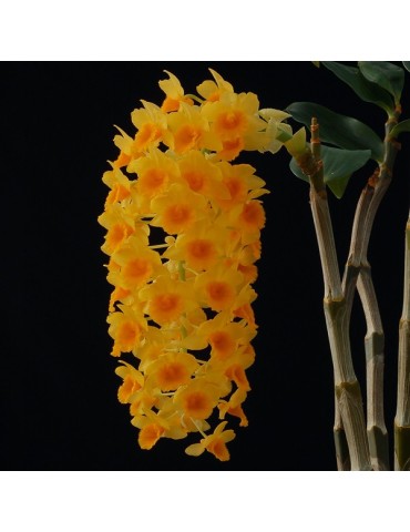 Dendrobium densiflorum