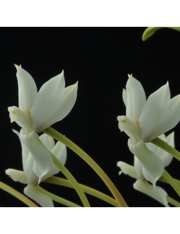 Aerangis ellisii